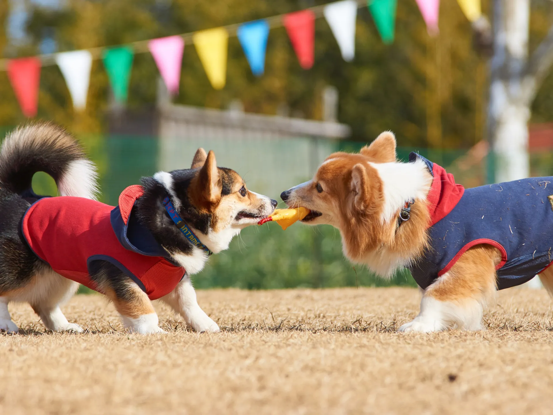 エコスーパークリーナー／マジカルウォーターでペットのおもちゃを清潔に！